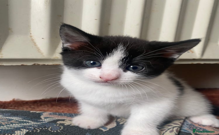 American Shorthair cats - Advert 1