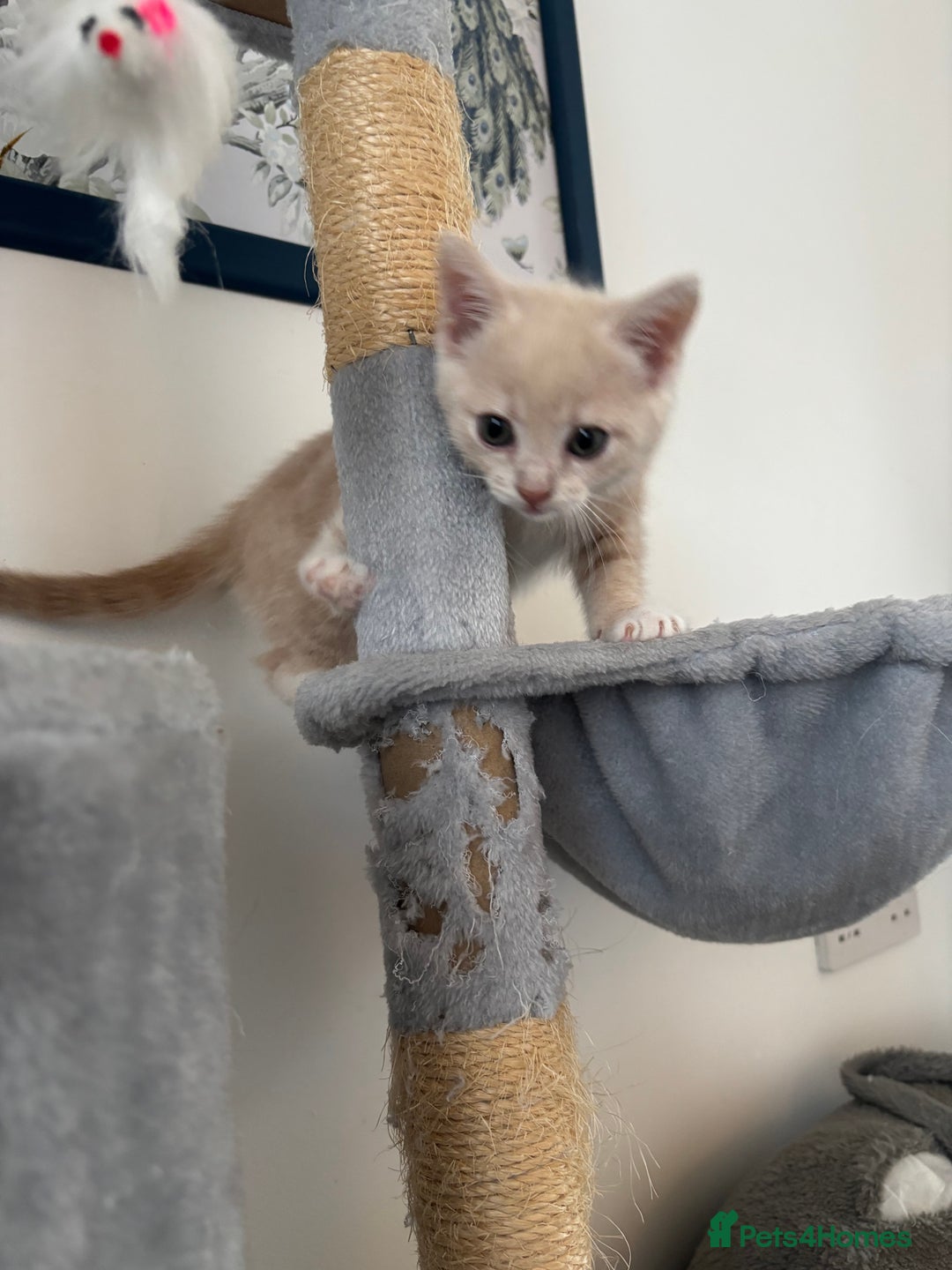 Mixed Breed cats for sale: Gorgeous 9 week old kittens  - Advert 3