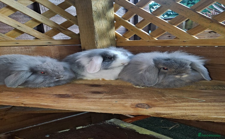 Mixed Breed rabbits - Advert 5