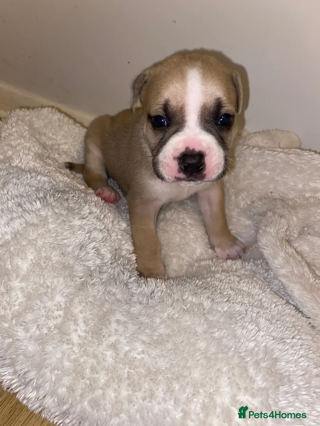 Mixed Breed dogs for sale: Pocket bully - Advert 6