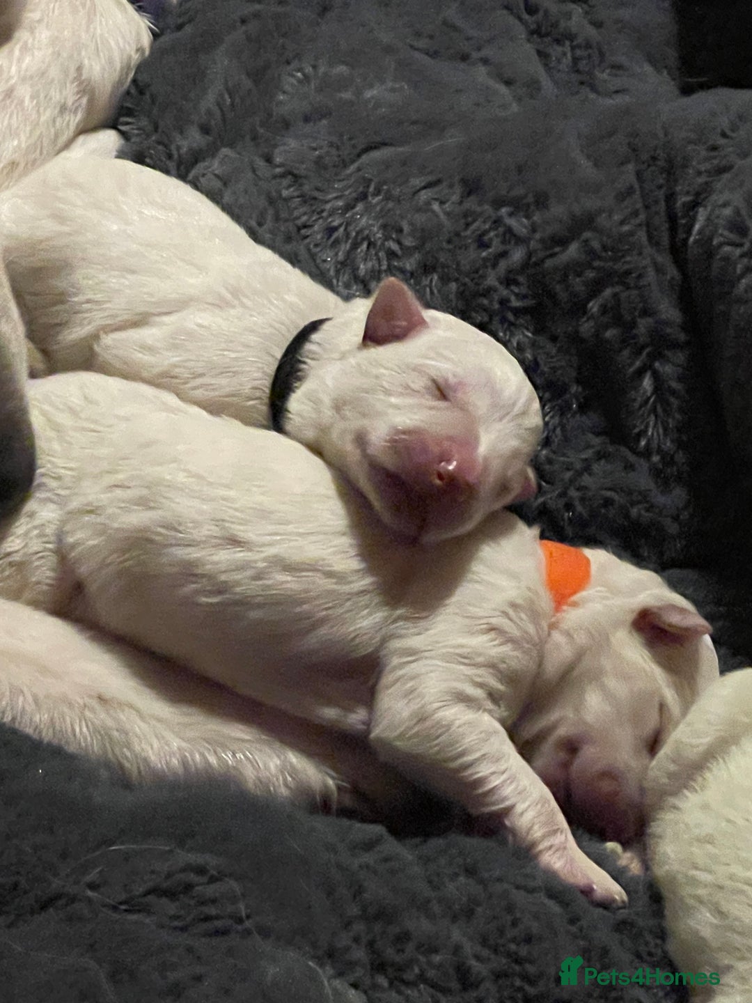 White Swiss Shepherd dogs for sale: White Swiss Shepherd Puppies 🐾🍼KC Registered - Image 24
