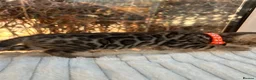 Bengal cats for sale: 💕 GORGEOUS PURE BENGAL KITTENS READY FOR HOMES!  - Advert 23