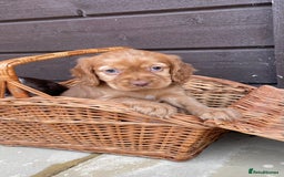Cocker Spaniel dogs for sale: Cocker spaniel puppies  - Advert 10