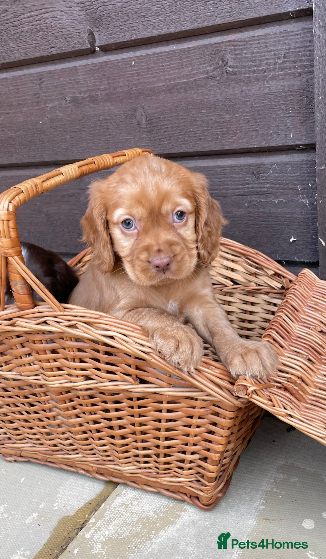 Cocker Spaniel dogs for sale: Cocker spaniel puppies  - Advert 10