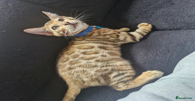 Bengal cats - Advert 3