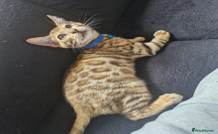 Bengal cats - Advert 1