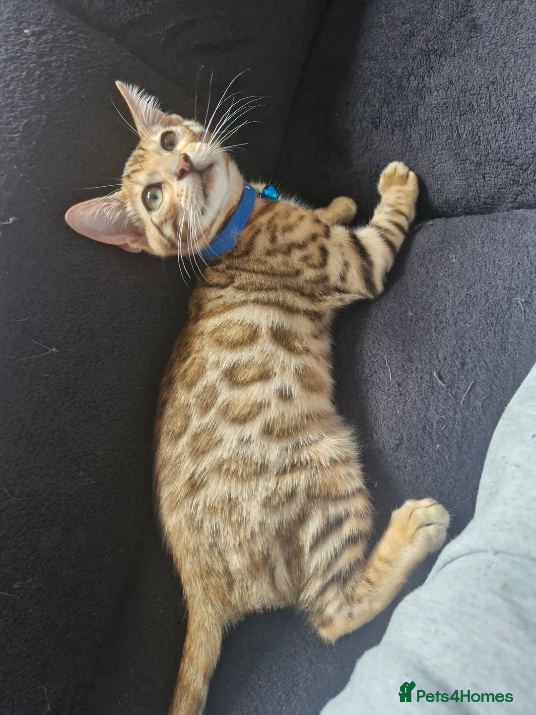 Bengal cats for sale: TICA Genetic & Health Tested Bengal Kitten Male - Image 1