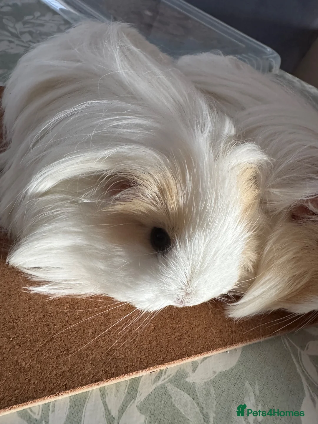 Guinea Pig rodents for sale: 2 bonded female Sheltie guinea pigs cream & white  - Advert 2