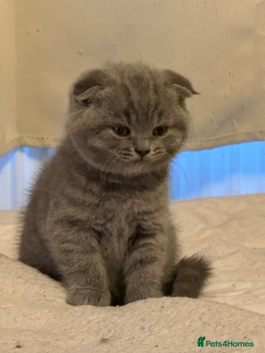 British Shorthair cats for sale: Kittens  - Advert 9