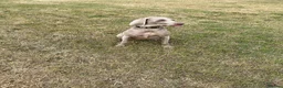 Weimaraner dogs for sale: Weimaraner   - Advert 6