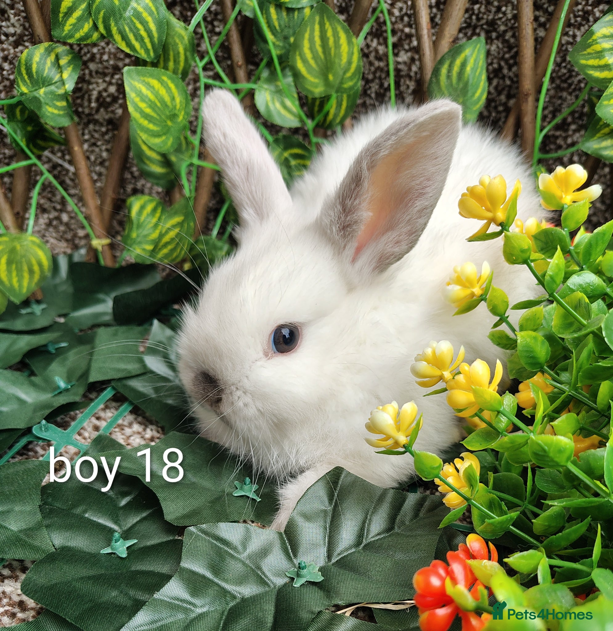 Mini Lop rabbits Mini lop babies - Advert 20