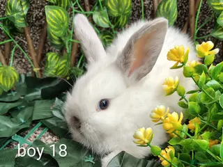 Mini Lop rabbits Mini lop babies - Advert 17
