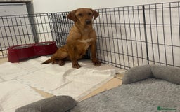 Labrador Retriever dogs for sale: Stunning silver Labradors puppy’s  - Advert 2