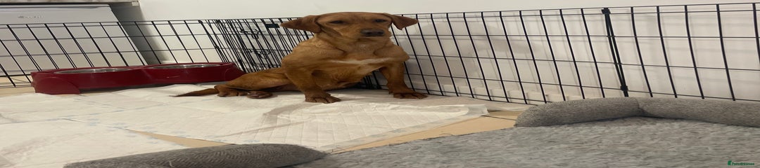 Labrador Retriever Puppy 3