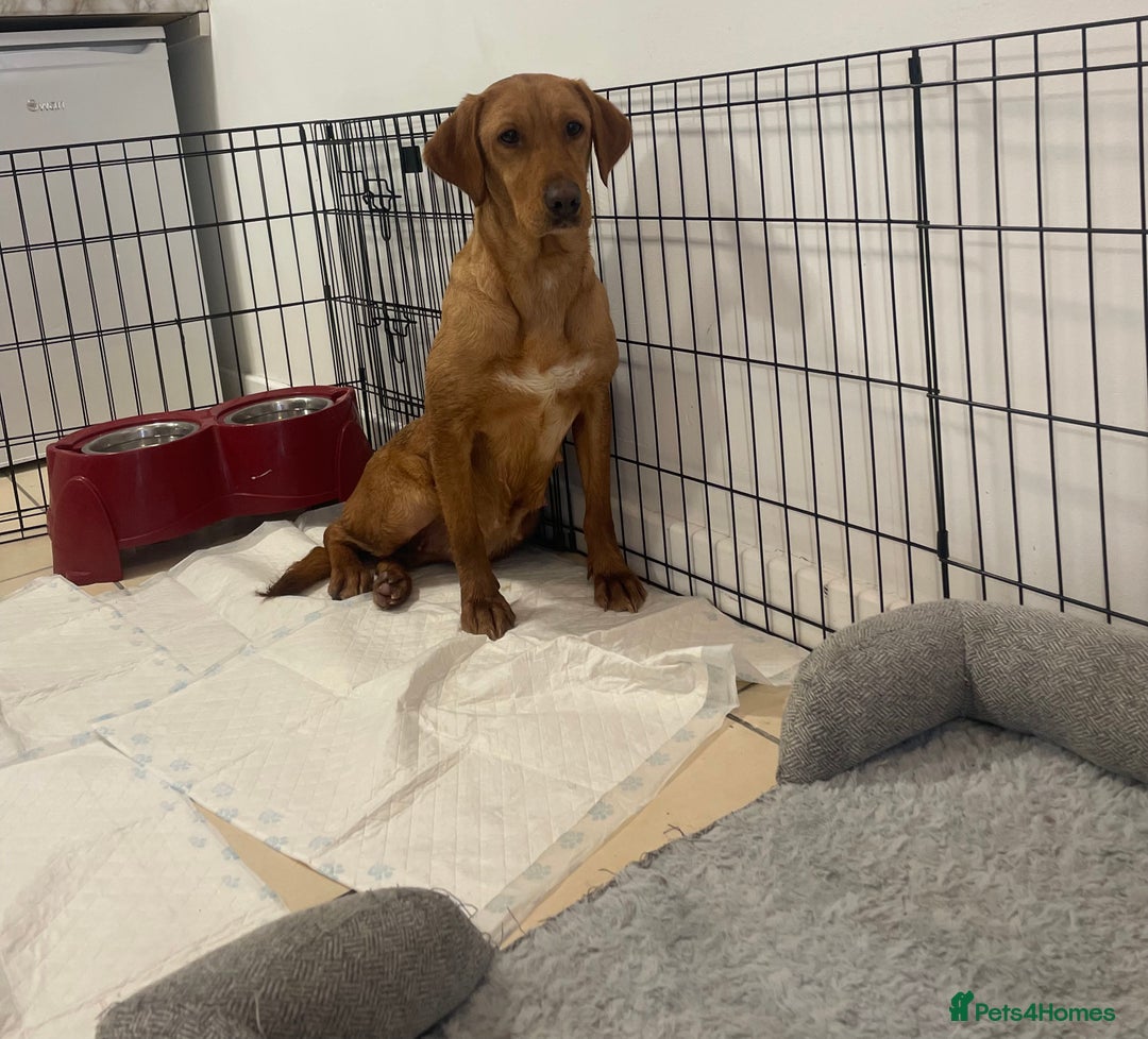 Labrador Retriever dogs for sale: Stunning silver Labradors puppy’s  - Advert 2