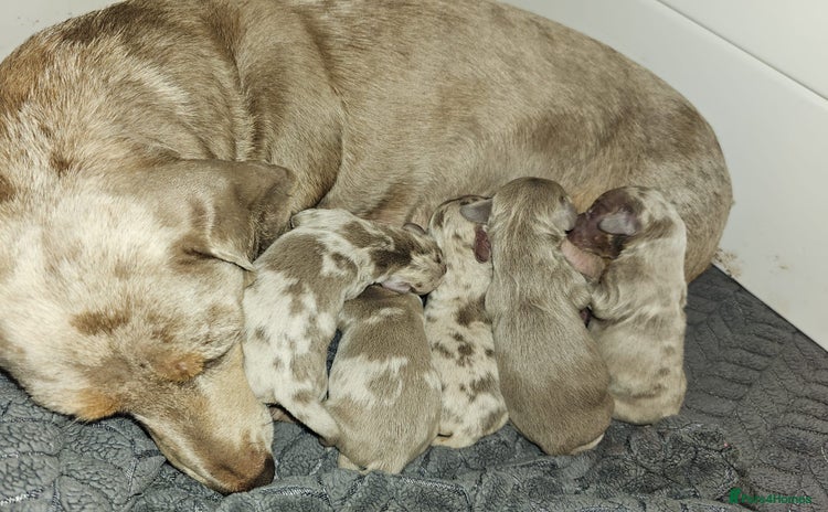 Dachshund dogs Beautiful Cream Dapples KC reg health test parents - Advert 2