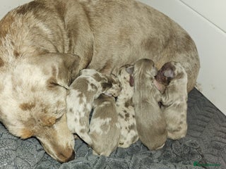 Dachshund dogs Beautiful Cream Dapples KC reg health test parents - Advert 9