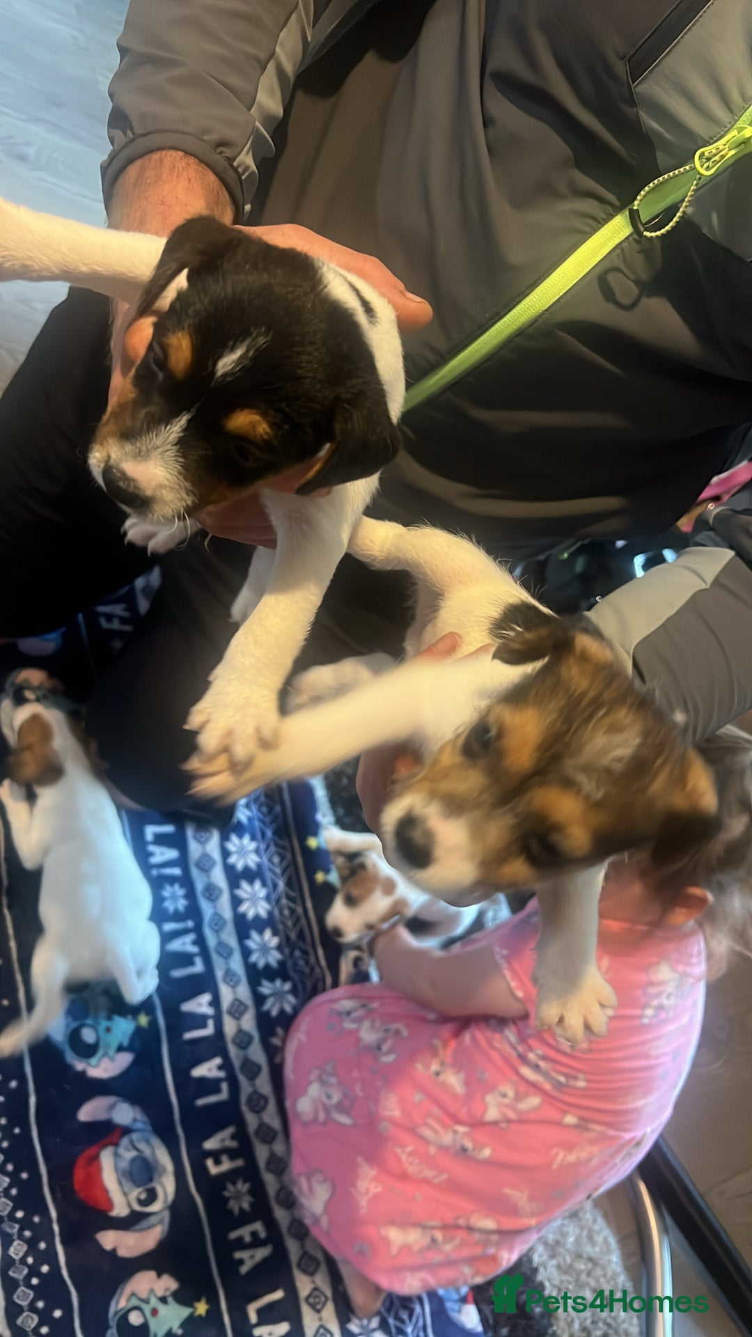 Jack Russell dogs for sale: Working or pet  - Image 10