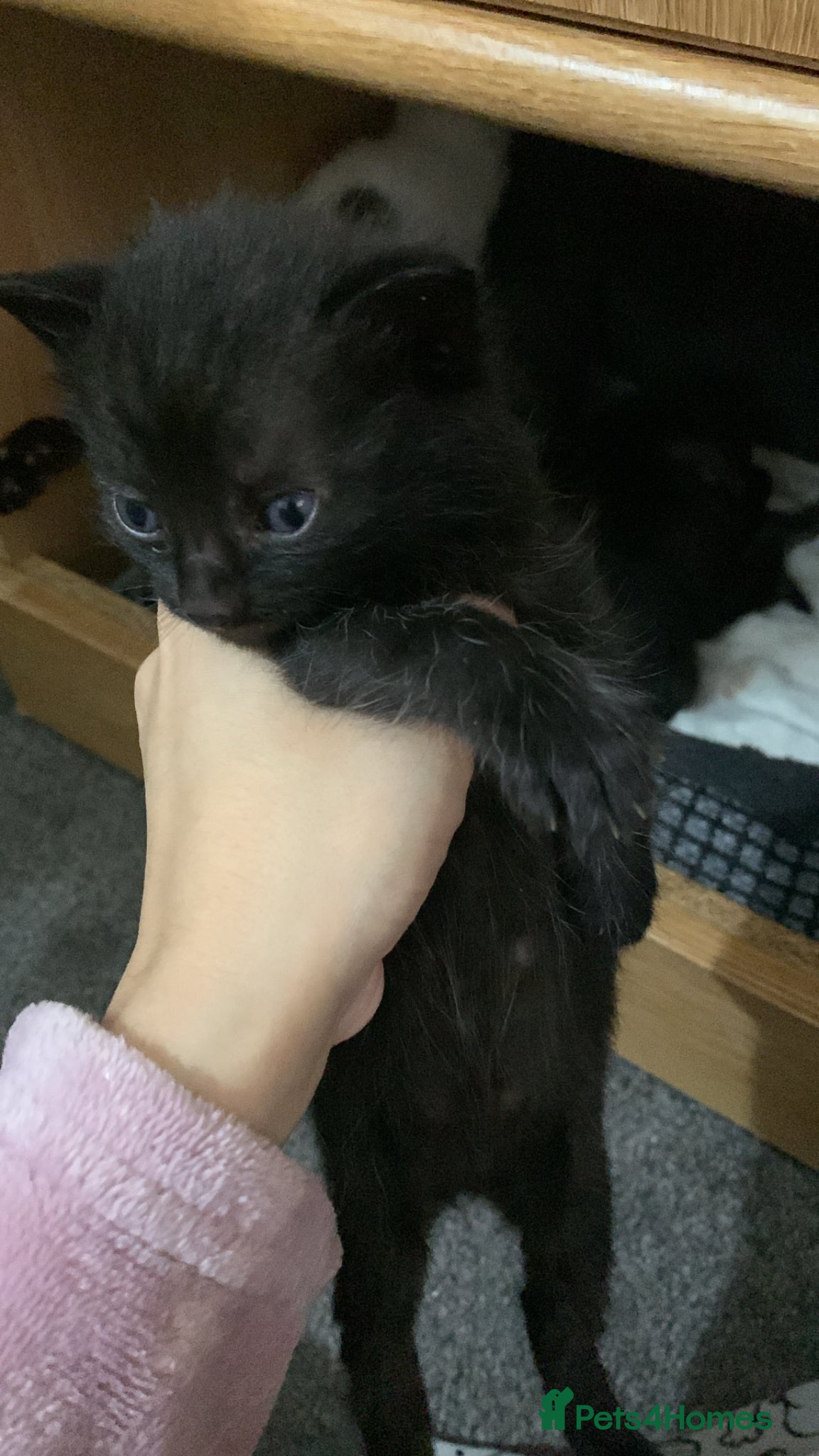 Mixed Breed cats I have just one left  - Advert 7