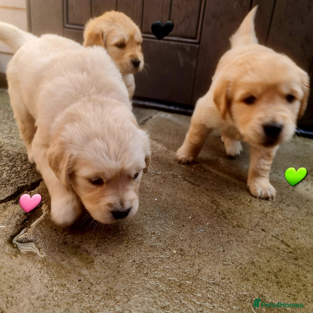 Golden Retriever dogs for sale: 💫💫💫 All puppies are reserved 💫💫💫 in Saint Helens - Image 22