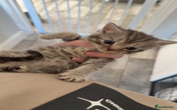 British Shorthair cats for sale: 2 British Shorthair kittens - Image 3