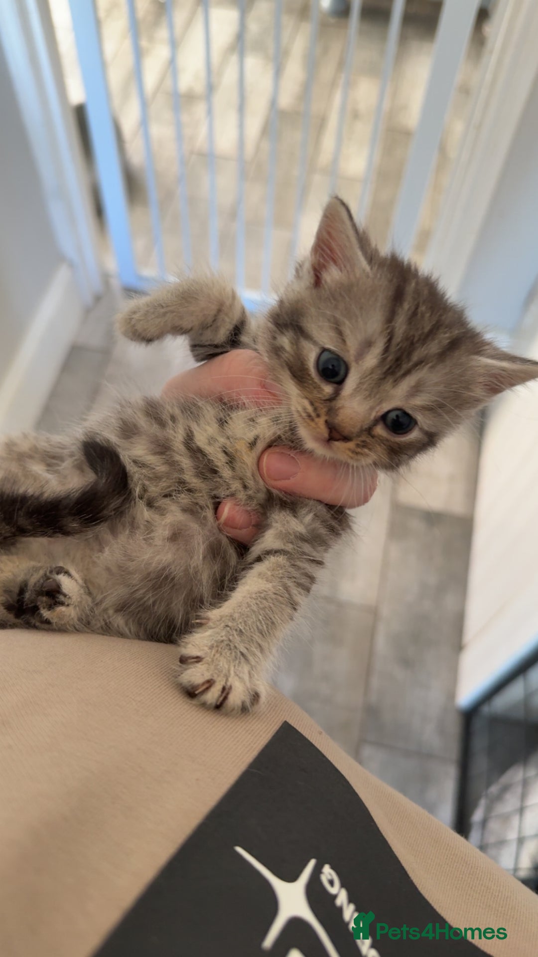 British Shorthair cats for sale: 2 British Shorthair kittens - Image 3