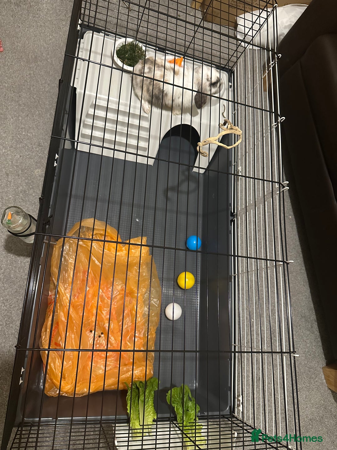 English Lop rabbits for sale: BUNNY - Image 2