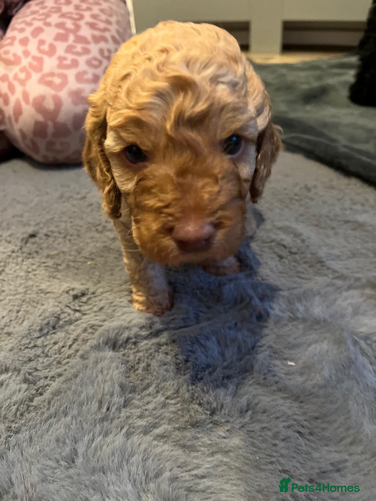 Cockapoo dogs Beautiful merle Cockapoo puppies  - Advert 10