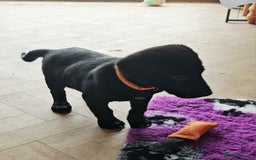Borador dogs for sale: Black Collie X Labrador Ready to leave 26th Oct - Image 17