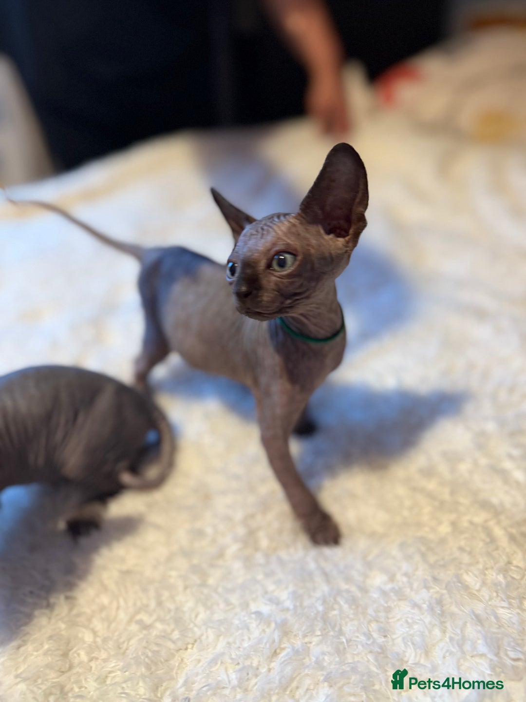 Sphynx cats for sale: 6 adorable sphinx kittens for sale  - Image 7