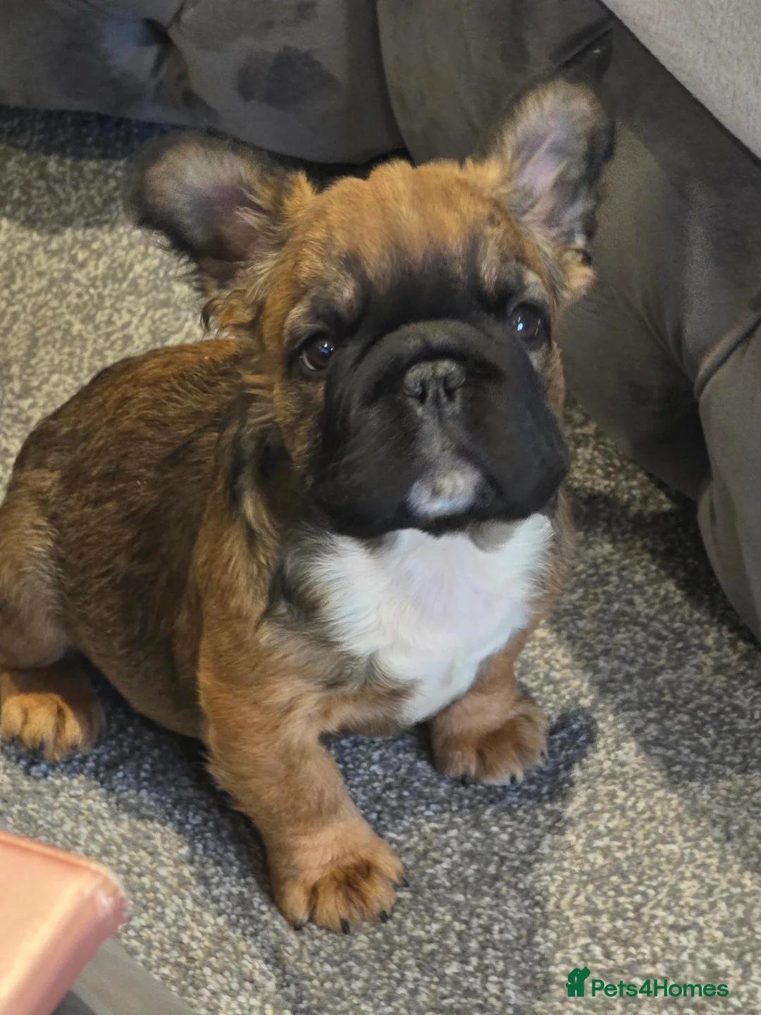 French Bulldog dogs for sale: Kc reg Fluffy french bulldog puppies visual - Advert 2