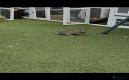Netherland Dwarf rabbits for sale: Bean - Our Male Netherland Dwarf  - Image 7