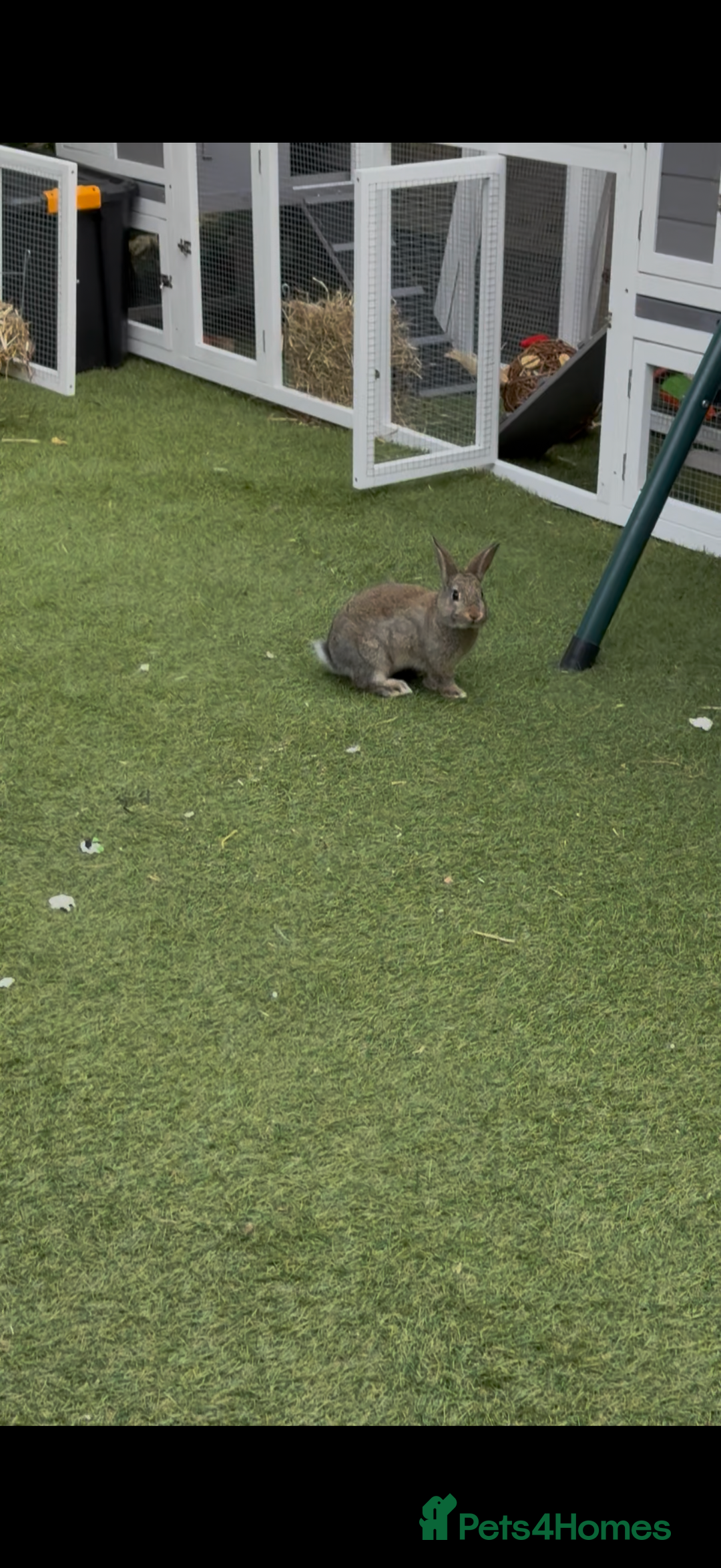 Netherland Dwarf rabbits for sale: Bean - Our Male Netherland Dwarf  - Image 7