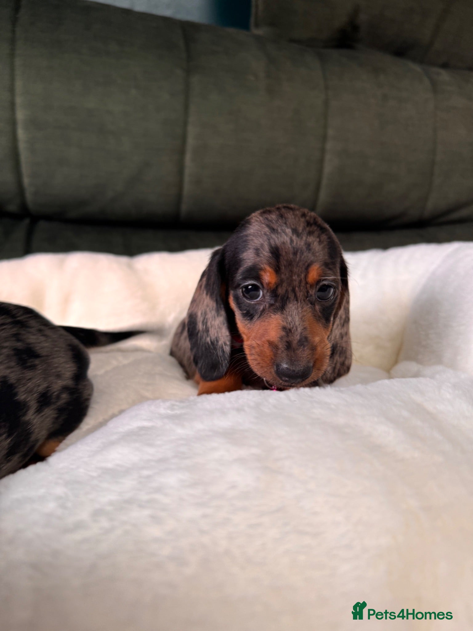Miniature Dachshund dogs 6 cute miniature dachshund pupps available  - Advert 2