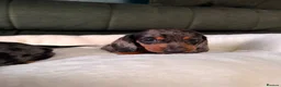 Miniature Dachshund dogs for sale: 6 cute miniature dachshund pupps available  - Advert 2