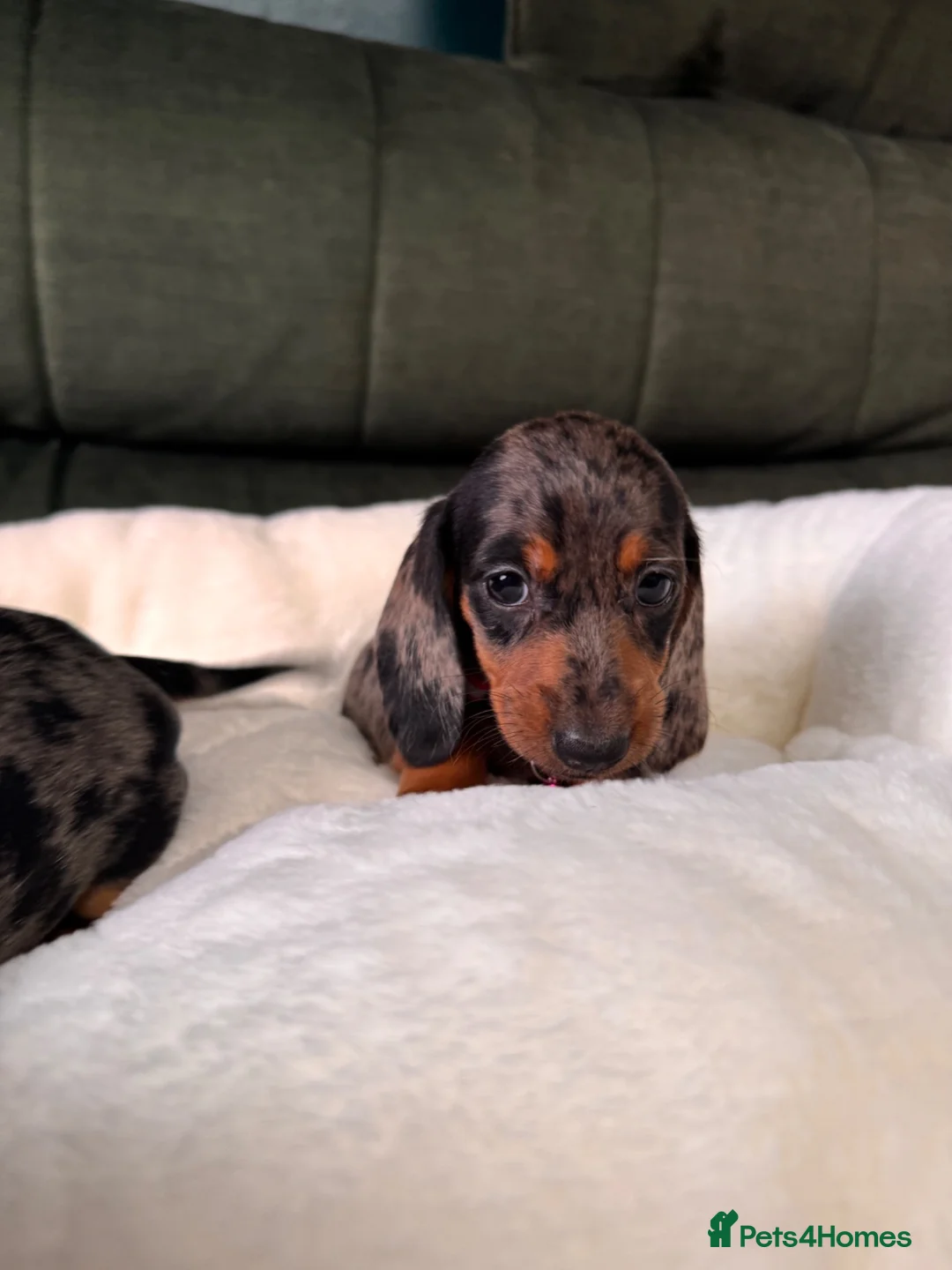 Miniature Dachshund dogs for sale: 6 cute miniature dachshund pupps available  - Advert 2