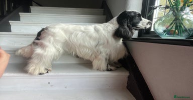 Cocker Spaniel dogs - Advert 9