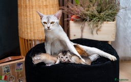 Abyssinian cats for sale: Silver Black Abyssinians-Champion TICA pedigree - Image 15