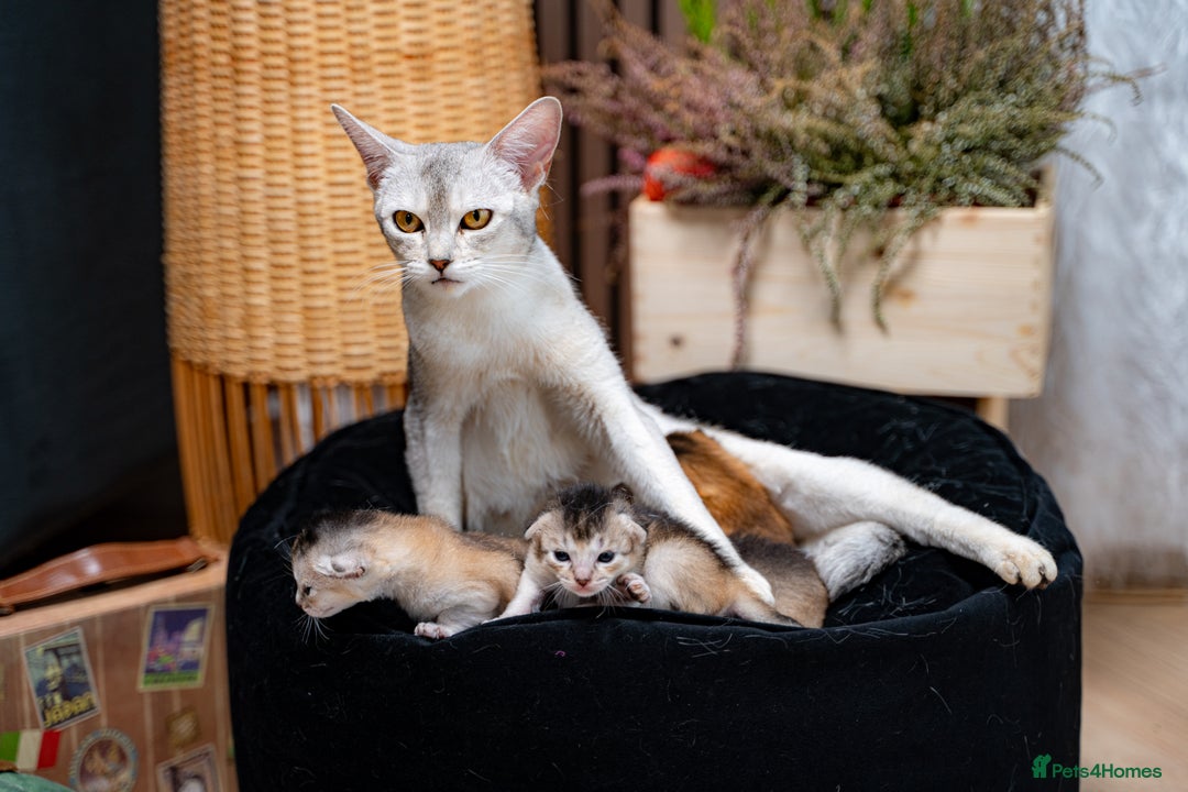 Abyssinian cats for sale: Silver Black Abyssinians-Champion TICA pedigree - Image 15