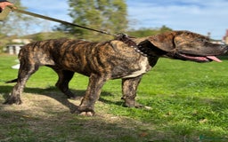 Mixed Breed dogs for sale: Very rare orange6month old tiger boy - Image 2