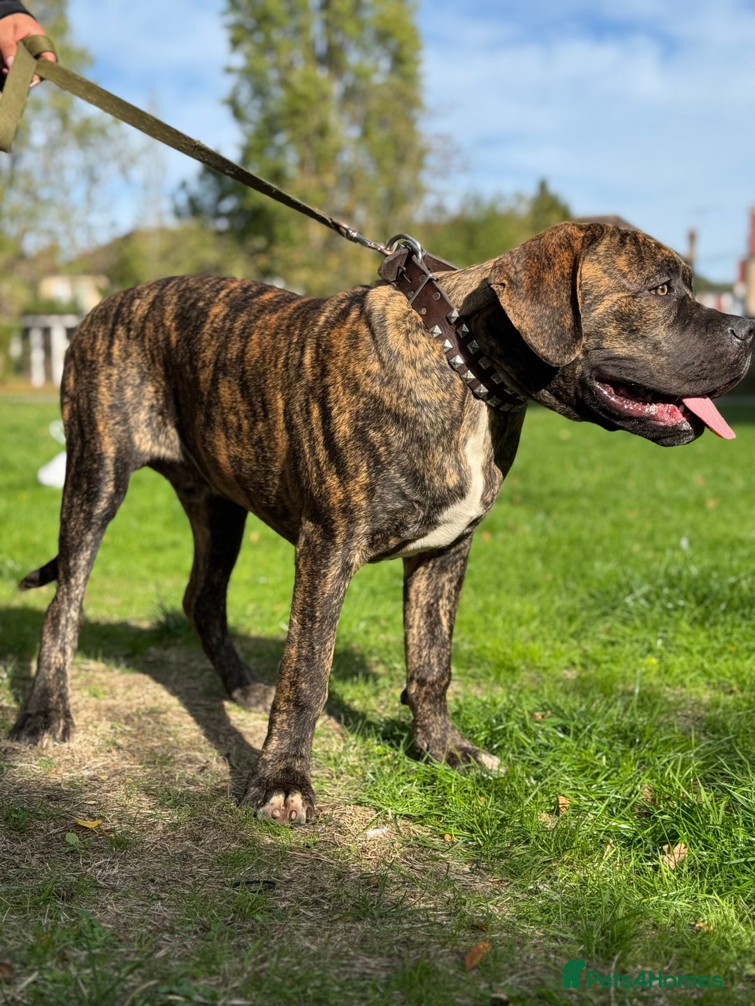 Mixed Breed dogs for sale: Very rare orange6month old tiger boy - Image 2