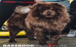 Chow Chow dogs for stud: Chocolate Split faced Merle Chow Chow Stud in Accrington - Advert 2