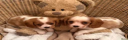 Cavalier King Charles Spaniel dogs for sale: DNA Clear KC Registered Cavalier Kcs Pups - Advert 8