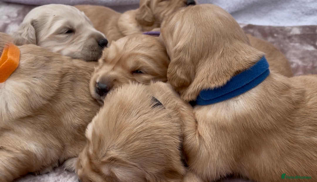 Golden Retriever dogs for sale: OUTSTANDING PEDIGREE GOLDEN RETRIVER PUPPIES KC - Image 23
