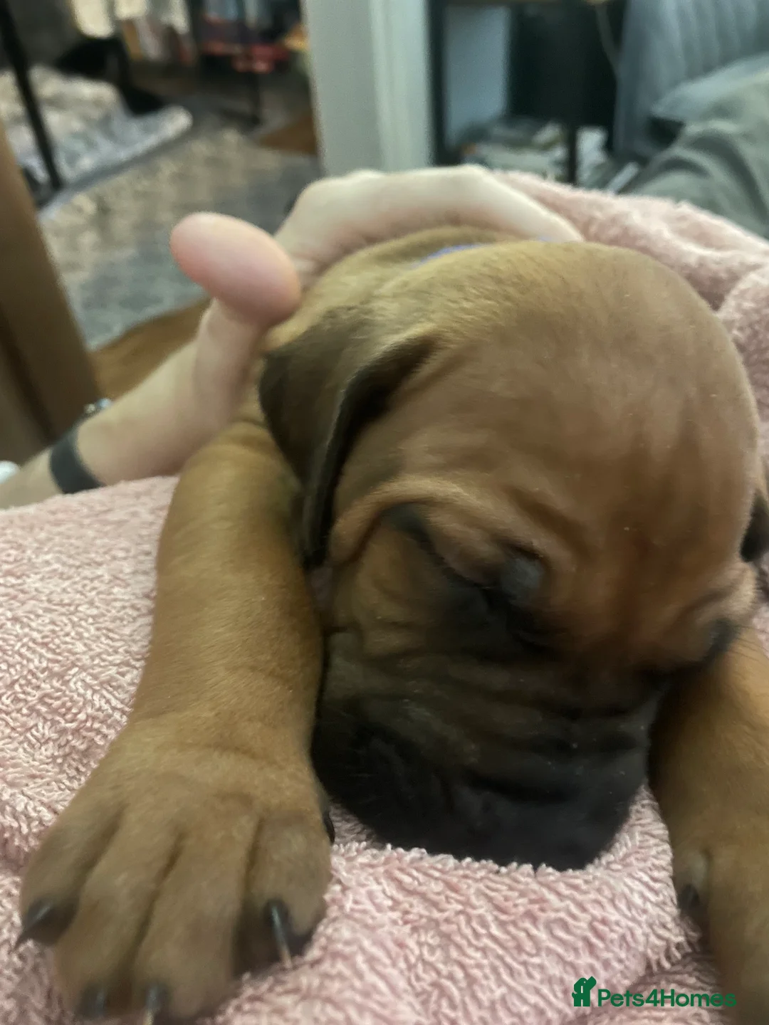 Rhodesian Ridgeback dogs for sale: Beautiful Rhodesian Ridgeback pups - Advert 19