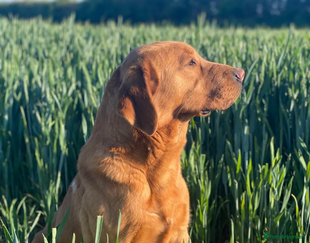 Labrador Retriever dogs for stud: KC Fully Health Tested Fox Red Working Labrador in Berwick-upon-Tweed - Advert 2
