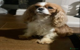 Cavapoo dogs for sale: F1 toy cavapoo extensively health tested  - Image 6