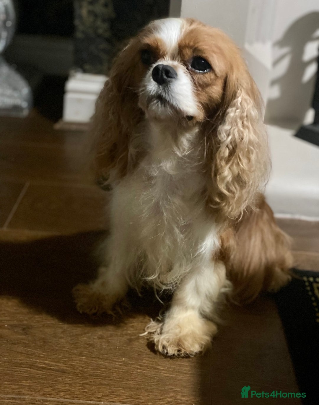 Cavapoo dogs for sale: F1 toy cavapoo extensively health tested  - Image 6