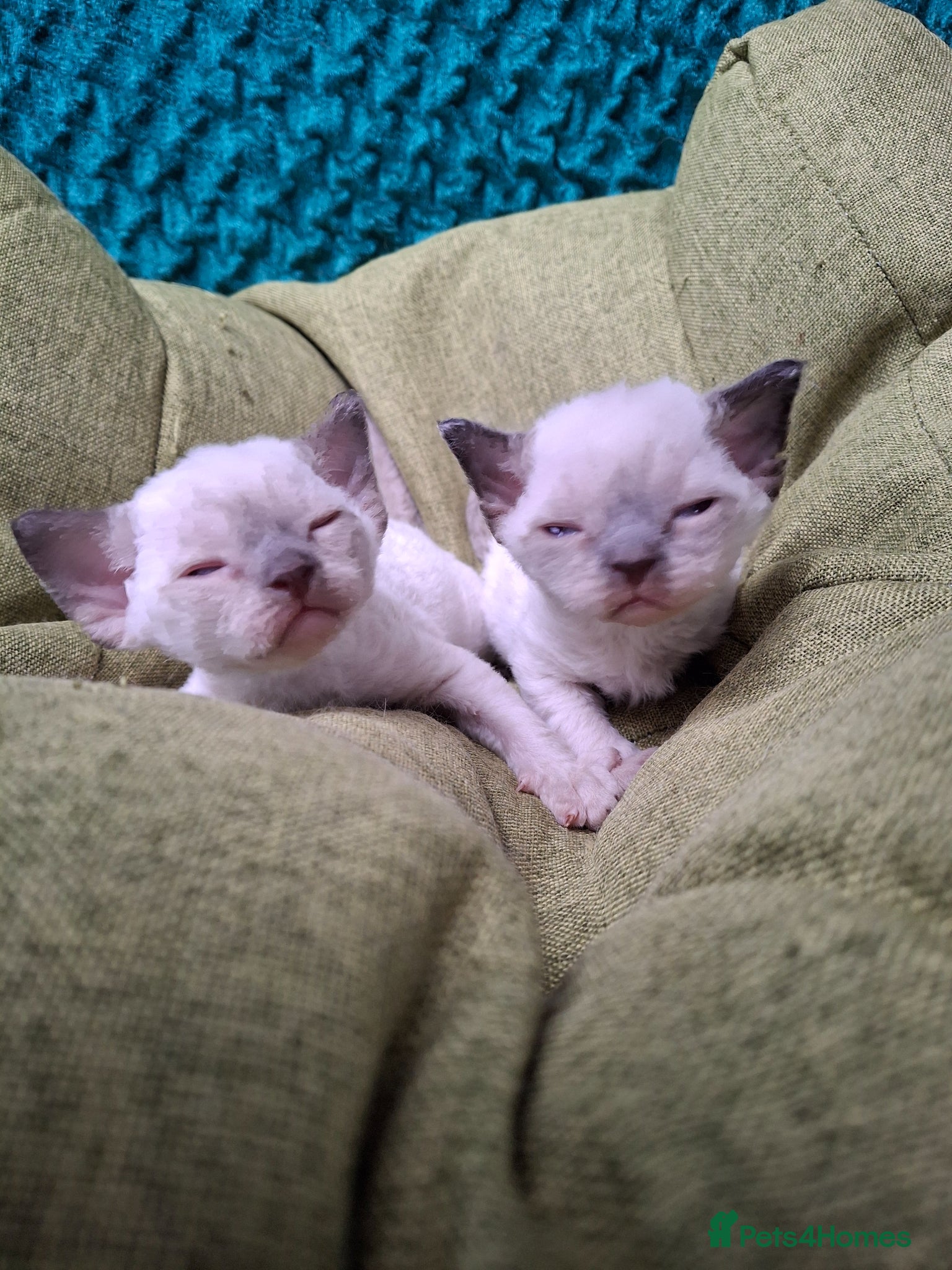 Devon Rex cats Devon Rex Kittens – FIFe Registered Pedigree - Advert 1