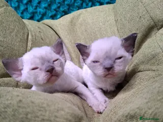 Devon Rex cats Devon Rex Kittens – FIFe Registered Pedigree - Advert 3